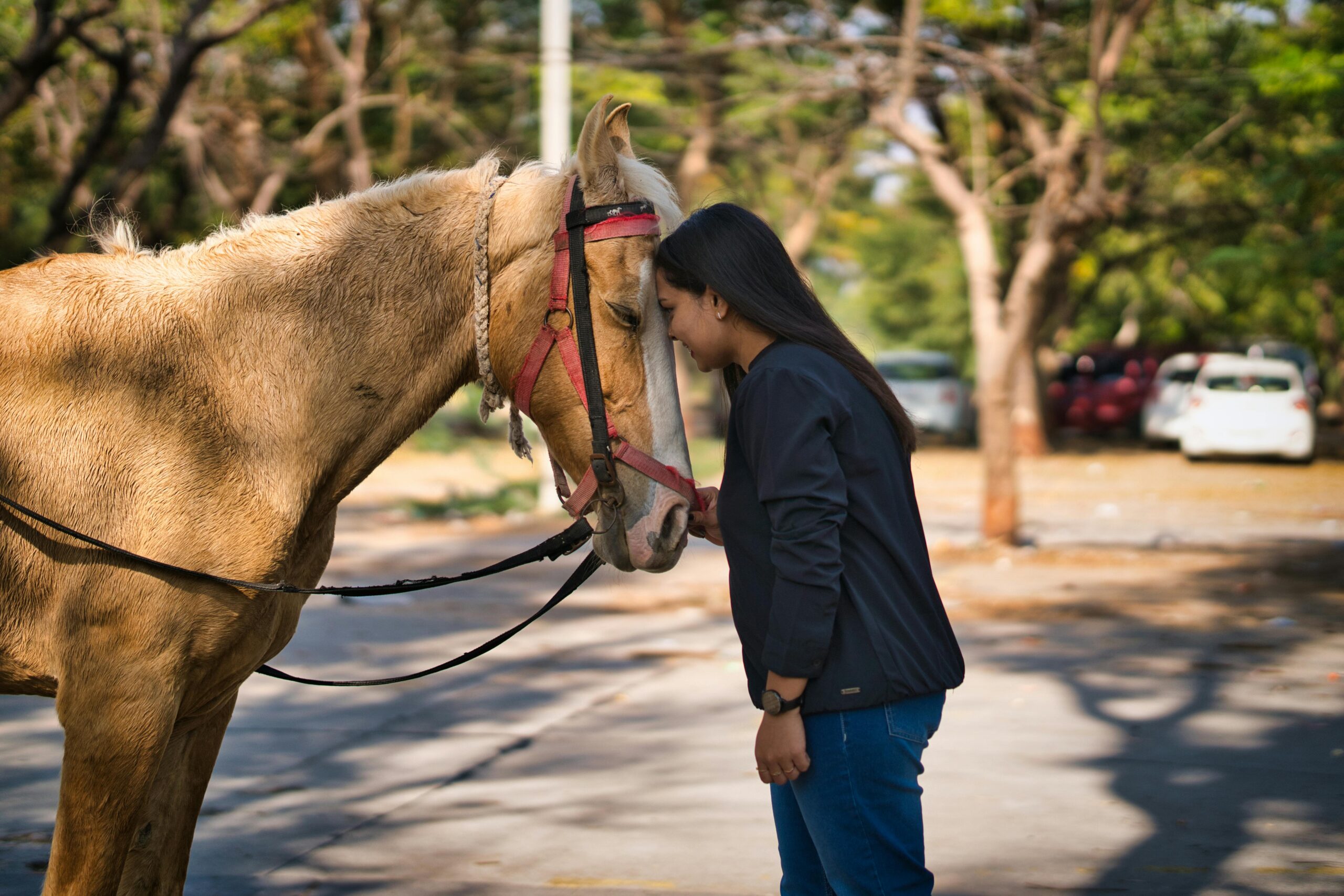 Communication with Animals