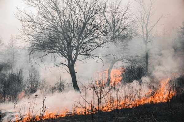 Large Amounts of Fires in North Western America