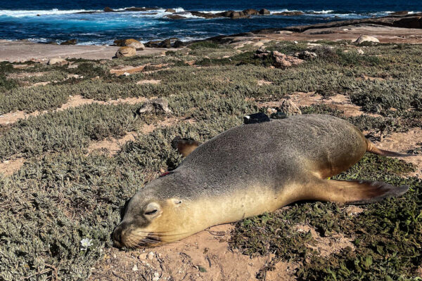 Sea Lions with Cameras Replacing Robots at Mapping the Ocean Floor