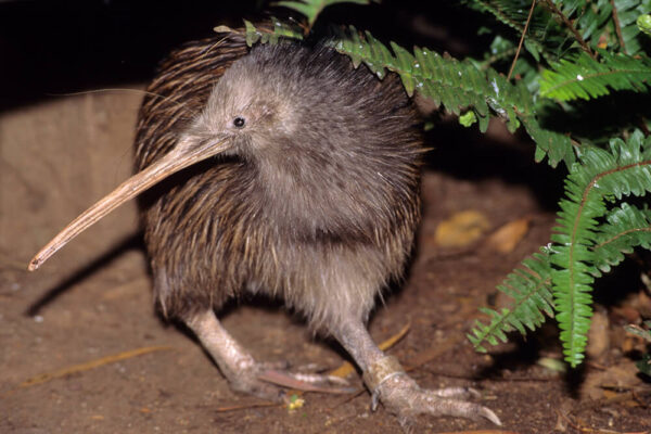 Kiwi Birds