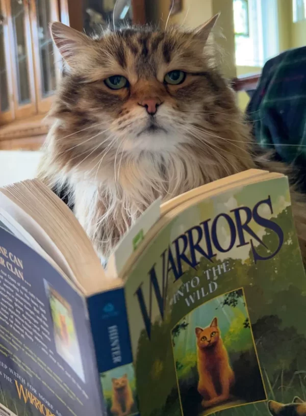 Warrior Cats: Into The Wild Is An Awesome Read!