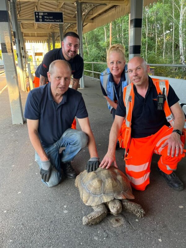 Runaway Tortoise Rescued on Train Tracks