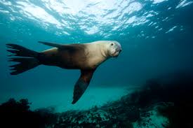 Footage Captured by Sea Lions Help Scientists Map Ocean Floor