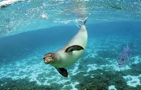 Robot Sea Lions That Are Used To Search Ocean Floor