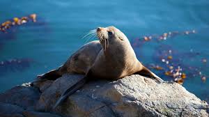 Australian Sea Lions Help Capture Predation Footage