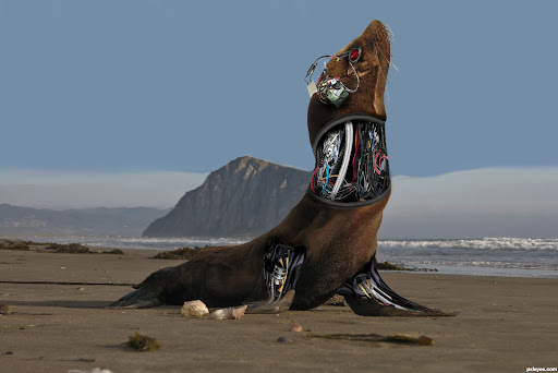 Sea Lions as Robots