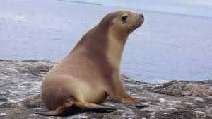 Sea Lions Equipped with Cameras Map Australian Sea Floor