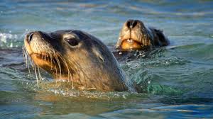 Move Over Robots: Sea Lions With, Cameras Can Map Ocean Floor.