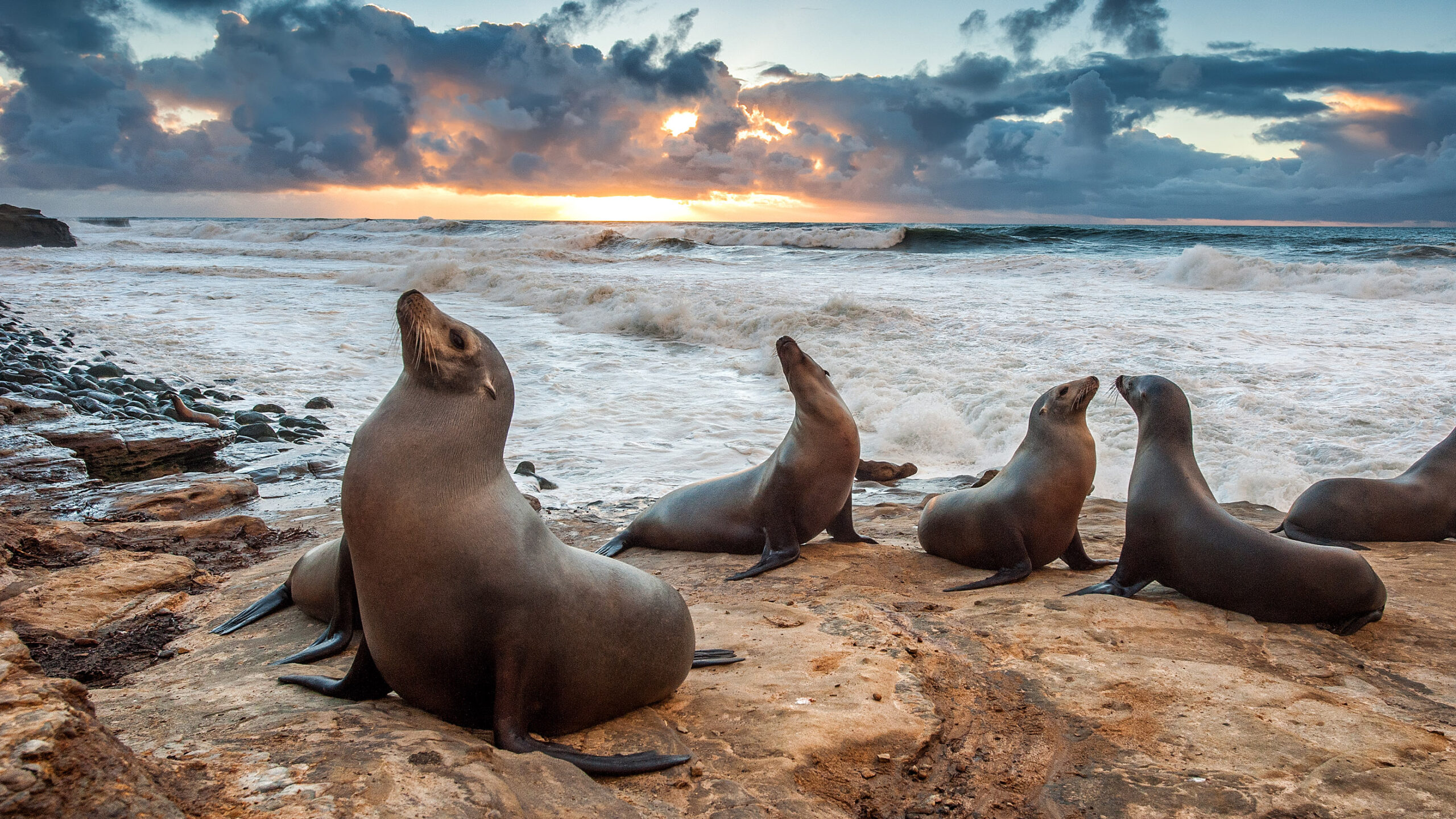 Sea Lion Robots