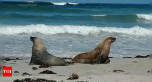 Researchers Use Sea Lions in Innovative Tactic to Map Ocean Floor