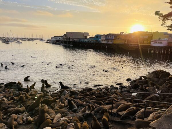 Exploring the Seven Seas, Sea Lion-Eye View