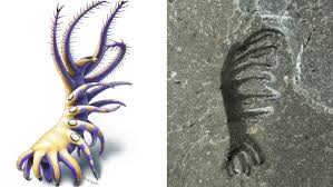 Rare Worm Fossil Found