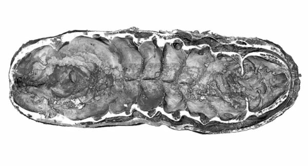 New Discovery of a Rare Worm Fossil with Internal Organs