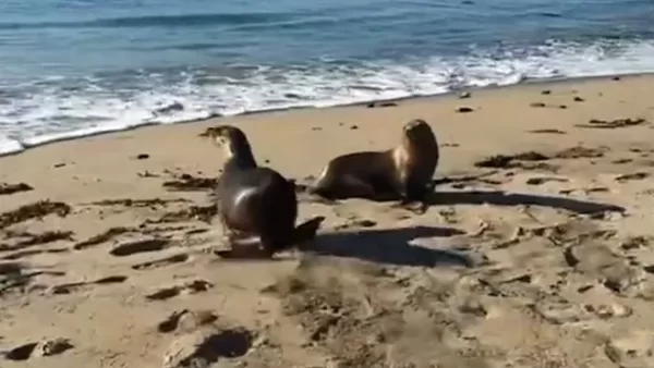 Sea Lions Can Help Discover Ocean Floor