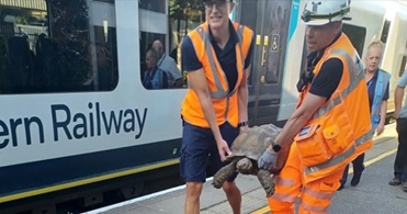 Giant Pet Tortoise Caused Train Delays After Being Found on Tracks