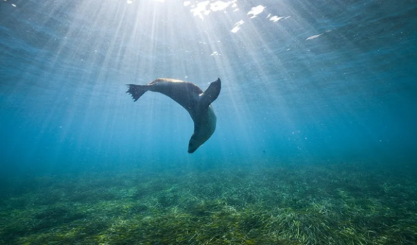 Cameras on Sea Lions Help Scientists Learn About the Ocean