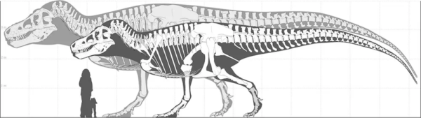 New study shows T. rex could have been much  bigger than fossils suggest