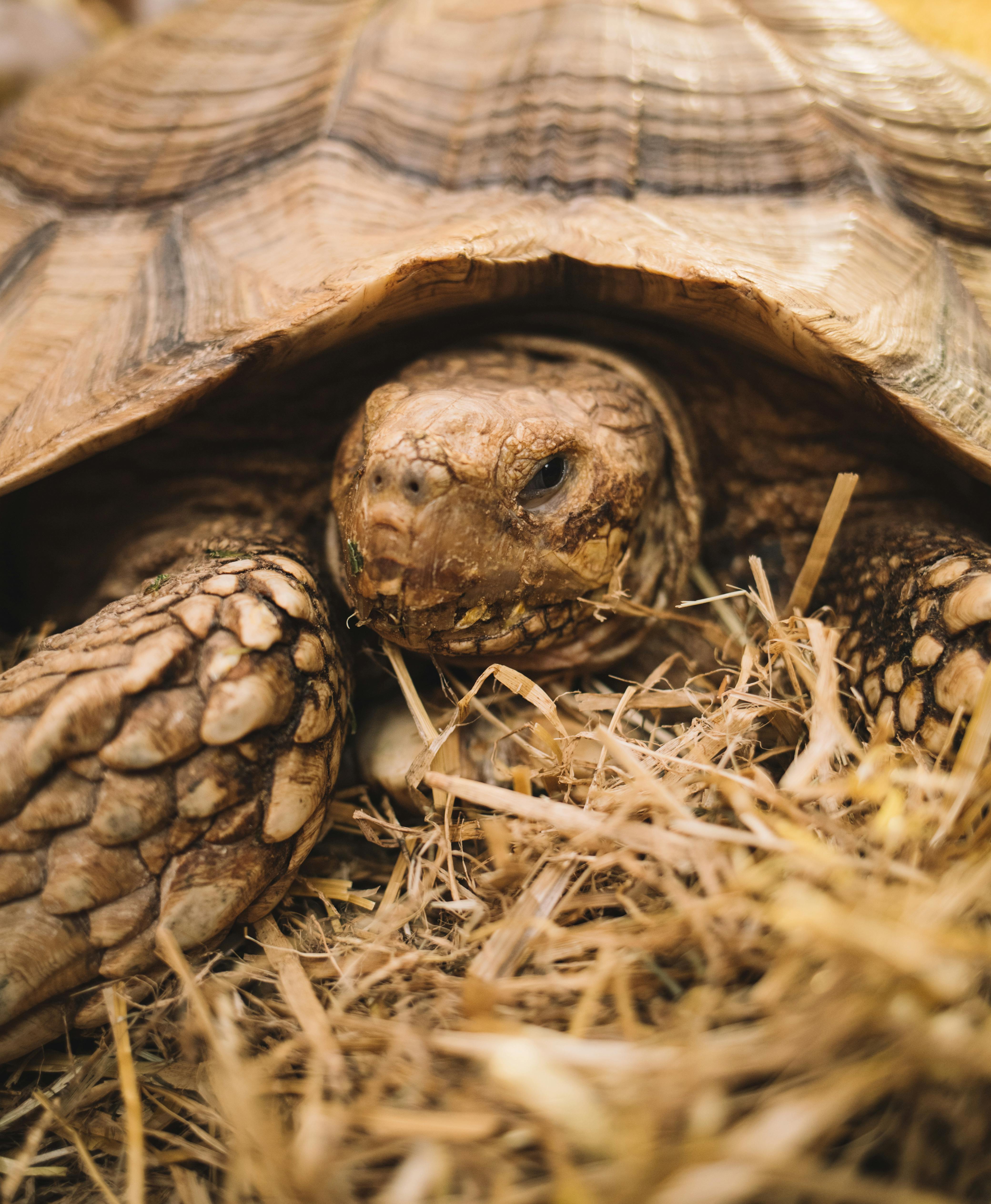 Runaway Tortoise Escapes to Dangerous Train Tracks