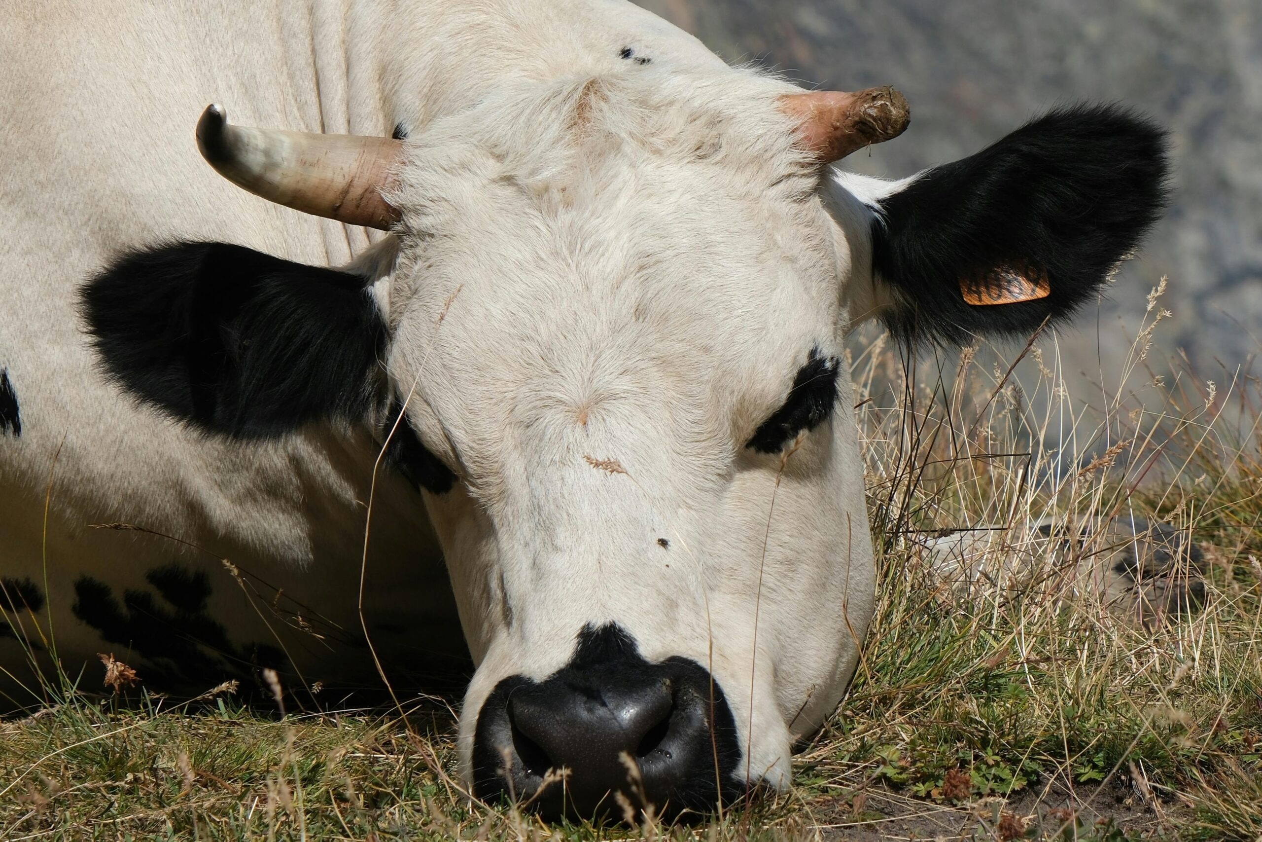 The Story of Cows That Made Friends with a Snail